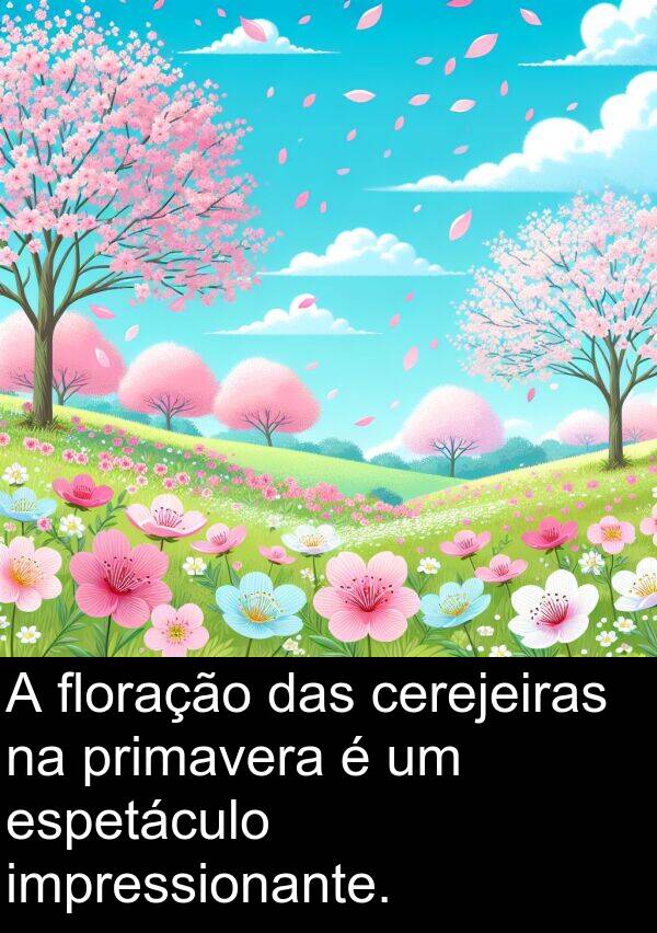 floração: A floração das cerejeiras na primavera é um espetáculo impressionante.