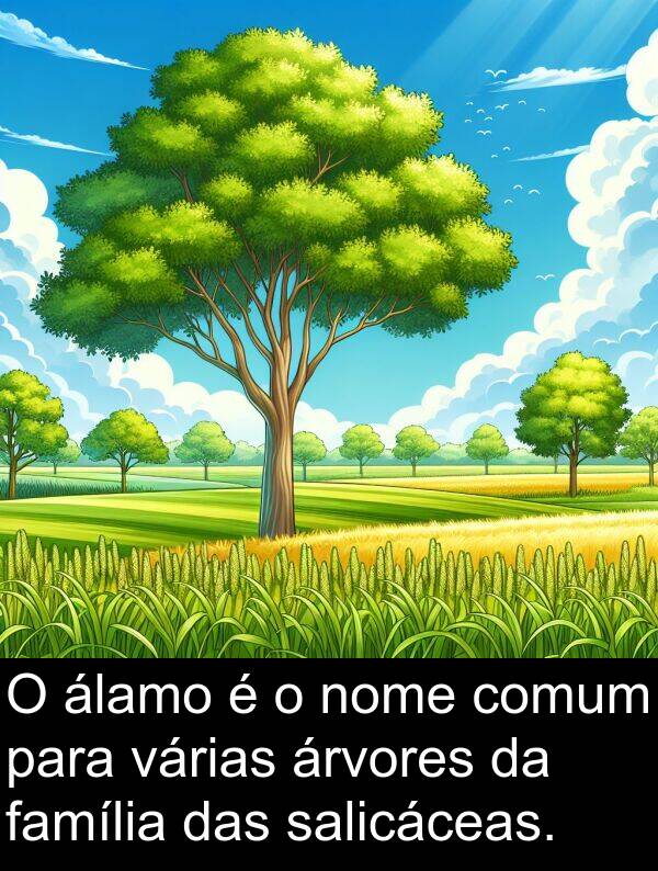 salicáceas: O álamo é o nome comum para várias árvores da família das salicáceas.