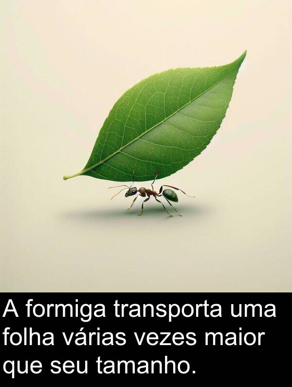 maior: A formiga transporta uma folha várias vezes maior que seu tamanho.