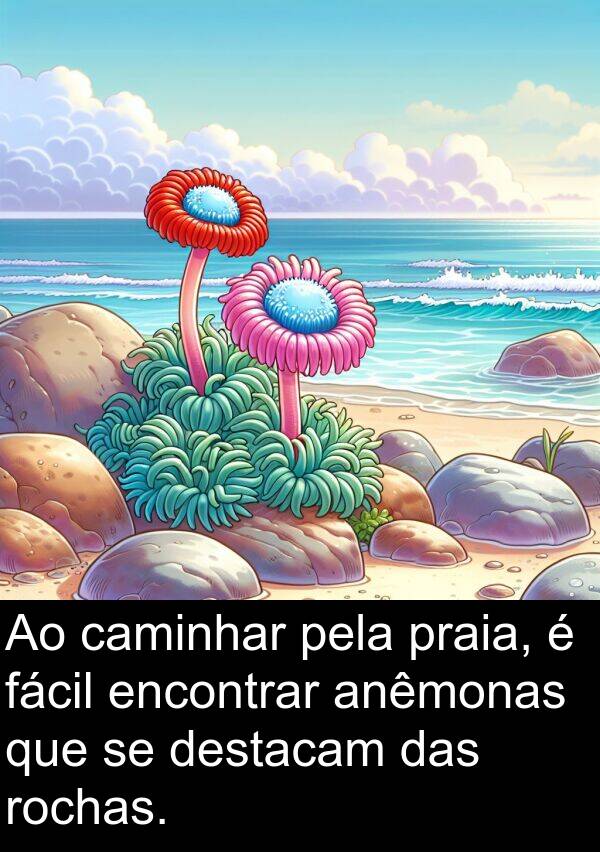 fácil: Ao caminhar pela praia, é fácil encontrar anêmonas que se destacam das rochas.