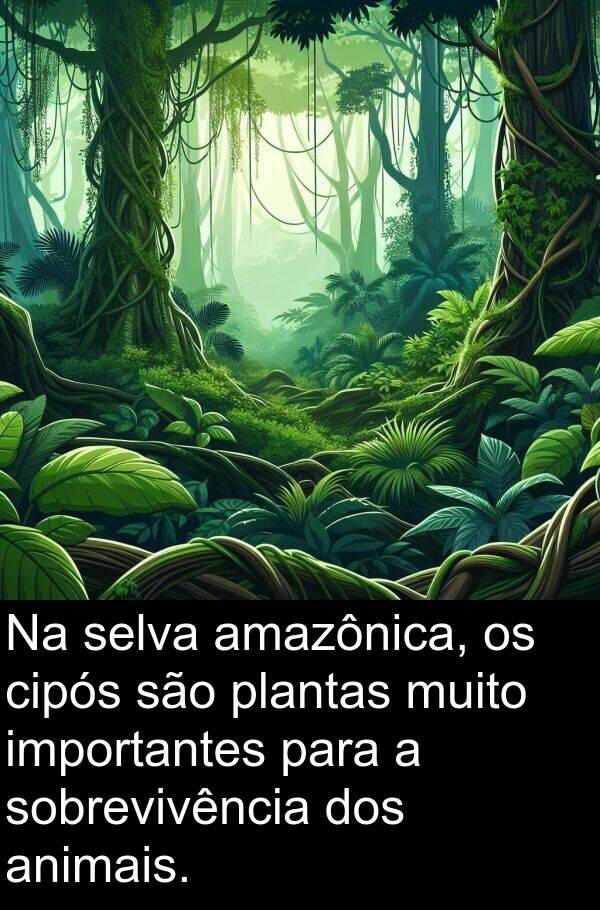 animais: Na selva amazônica, os cipós são plantas muito importantes para a sobrevivência dos animais.