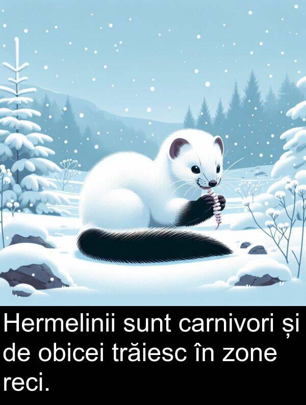 obicei: Hermelinii sunt carnivori și de obicei trăiesc în zone reci.