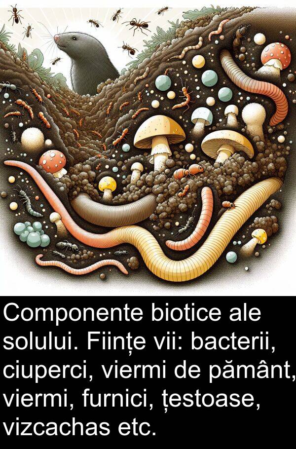 țestoase: Componente biotice ale solului. Ființe vii: bacterii, ciuperci, viermi de pământ, viermi, furnici, țestoase, vizcachas etc.