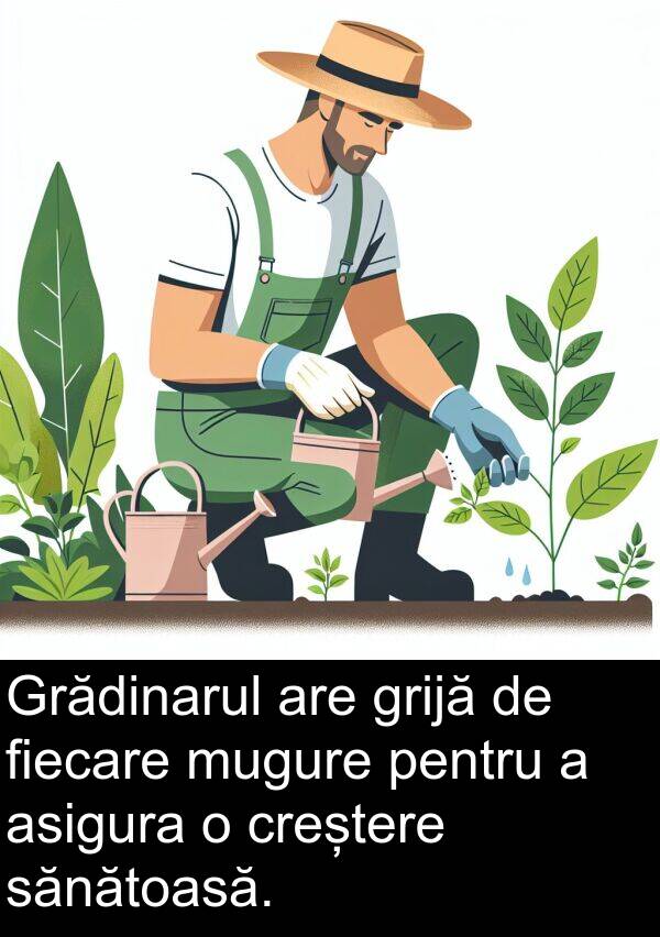 sănătoasă: Grădinarul are grijă de fiecare mugure pentru a asigura o creștere sănătoasă.