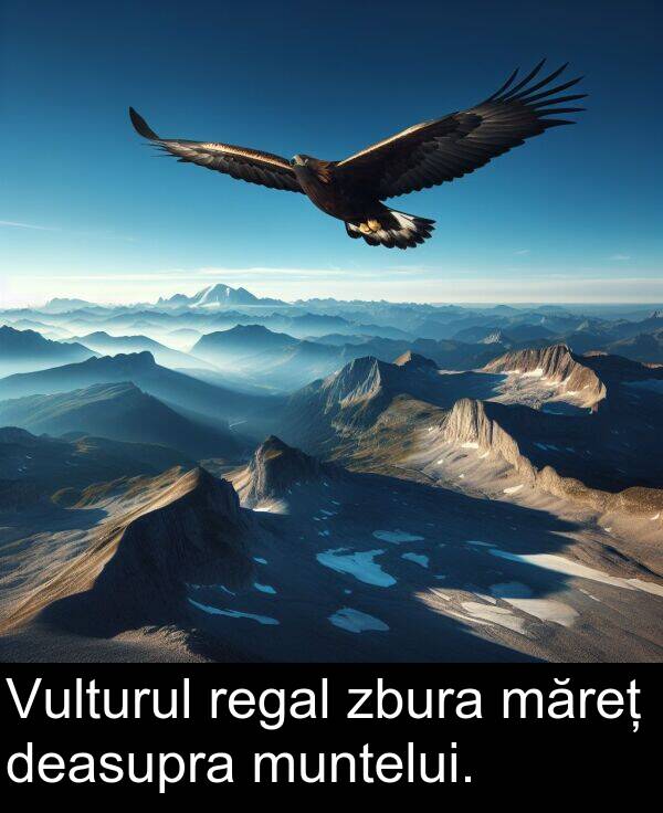 zbura: Vulturul regal zbura măreț deasupra muntelui.