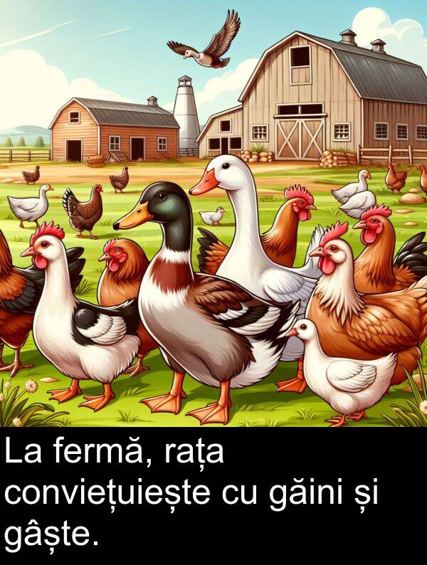 gâște: La fermă, rața conviețuiește cu găini și gâște.