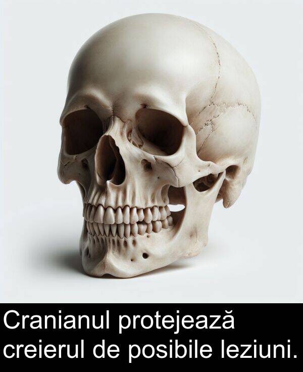 protejează: Cranianul protejează creierul de posibile leziuni.