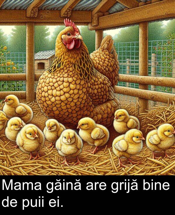 găină: Mama găină are grijă bine de puii ei.