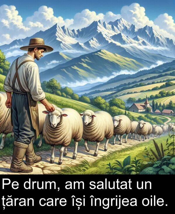 țăran: Pe drum, am salutat un țăran care își îngrijea oile.