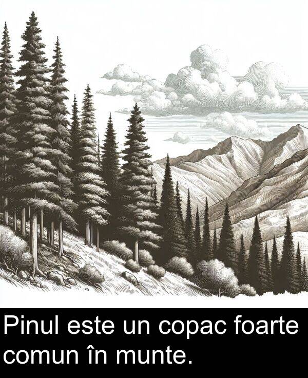foarte: Pinul este un copac foarte comun în munte.