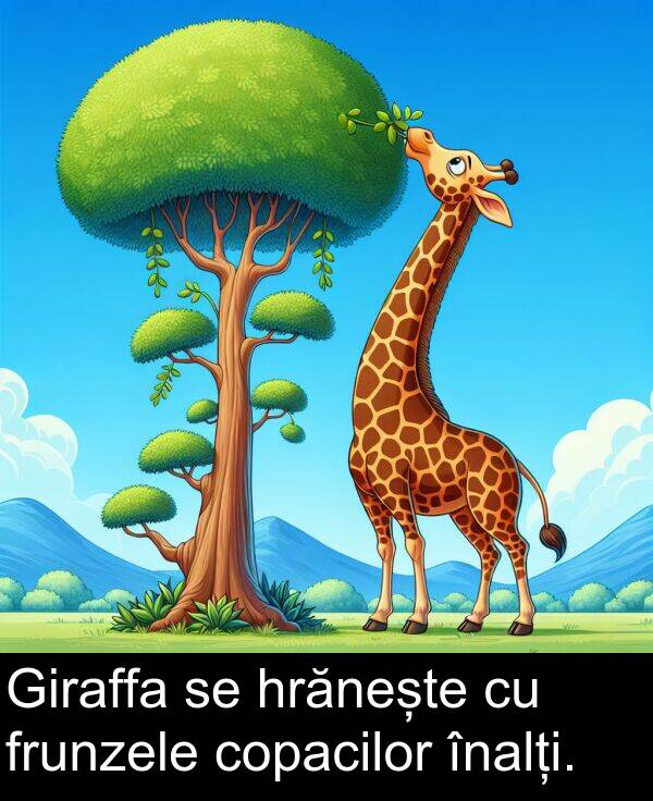 înalți: Giraffa se hrănește cu frunzele copacilor înalți.