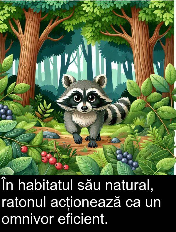 eficient: În habitatul său natural, ratonul acționează ca un omnivor eficient.