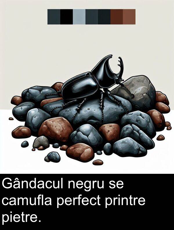 printre: Gândacul negru se camufla perfect printre pietre.