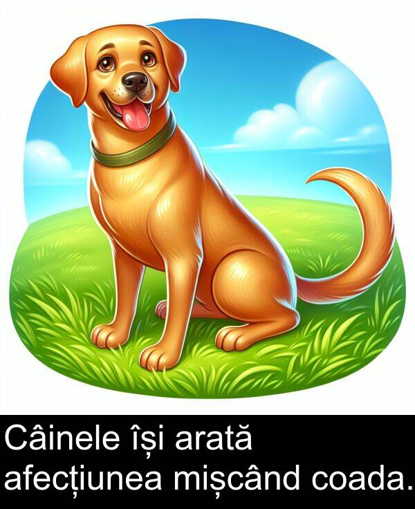 își: Câinele își arată afecțiunea mișcând coada.
