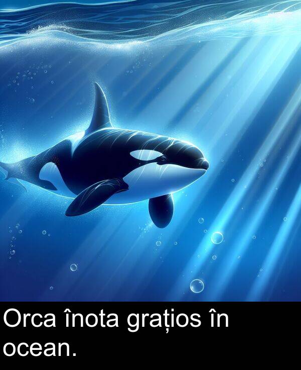 ocean: Orca înota grațios în ocean.