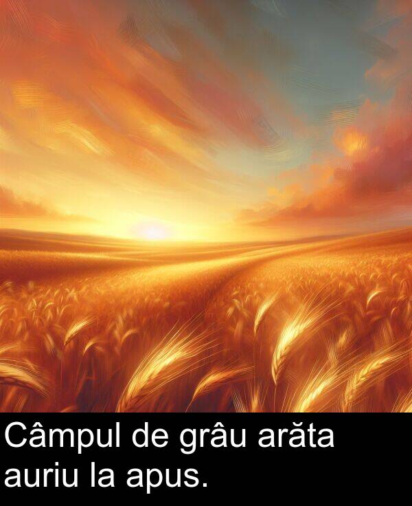 grâu: Câmpul de grâu arăta auriu la apus.