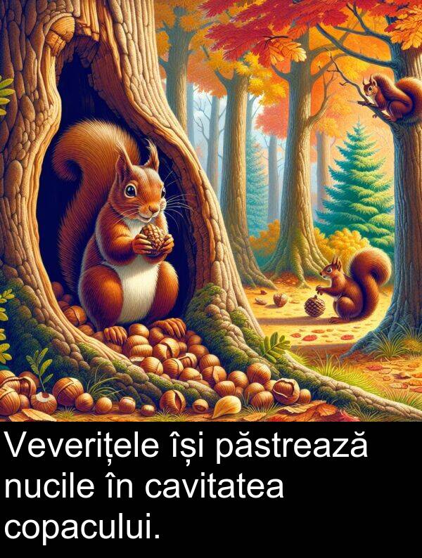 nucile: Veverițele își păstrează nucile în cavitatea copacului.