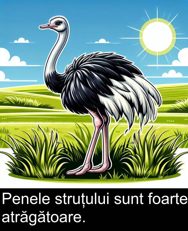 foarte: Penele struțului sunt foarte atrăgătoare.