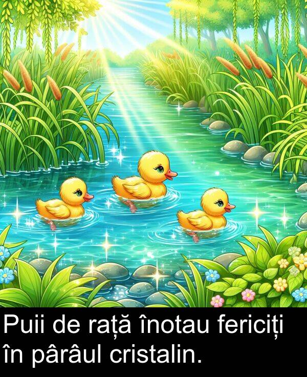 pârâul: Puii de rață înotau fericiți în pârâul cristalin.