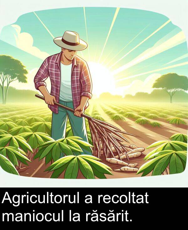 răsărit: Agricultorul a recoltat maniocul la răsărit.