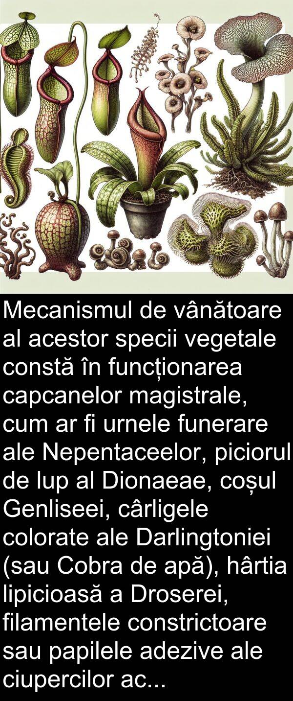magistrale: Mecanismul de vânătoare al acestor specii vegetale constă în funcționarea capcanelor magistrale, cum ar fi urnele funerare ale Nepentaceelor, piciorul de lup al Dionaeae, coșul Genliseei, cârligele colorate ale Darlingtoniei (sau Cobra de apă), hârtia lipicioasă a Droserei, filamentele constrictoare sau papilele adezive ale ciupercilor acvatice de tip Zoofag.