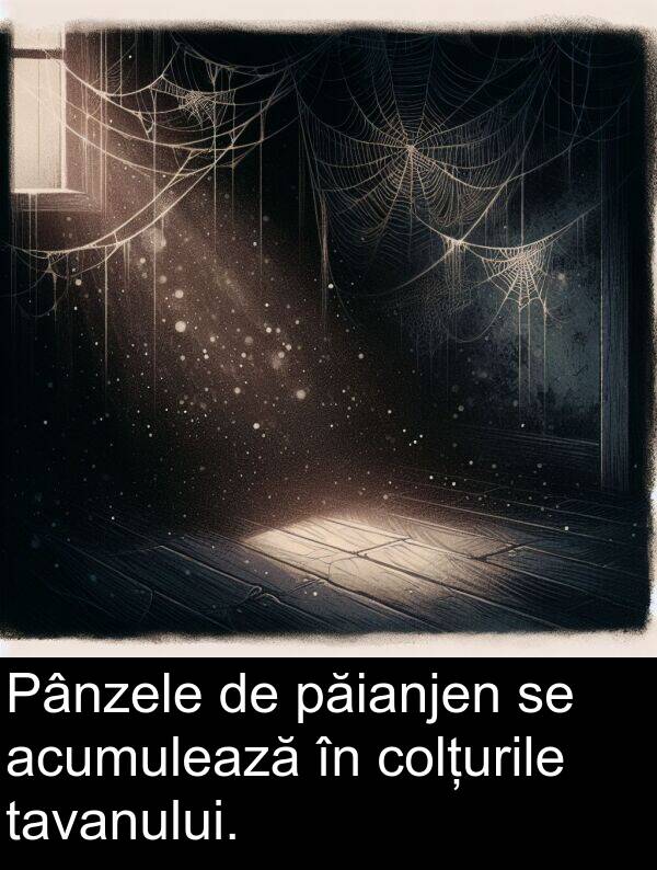 tavanului: Pânzele de păianjen se acumulează în colțurile tavanului.