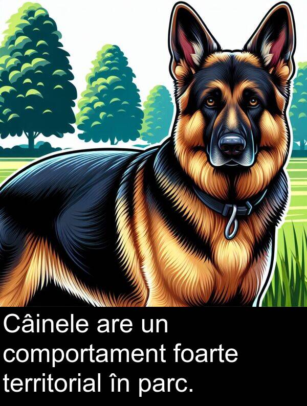 comportament: Câinele are un comportament foarte territorial în parc.