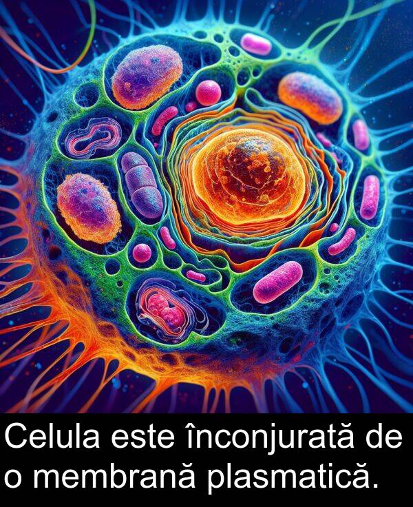plasmatică: Celula este înconjurată de o membrană plasmatică.