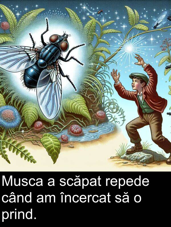 când: Musca a scăpat repede când am încercat să o prind.