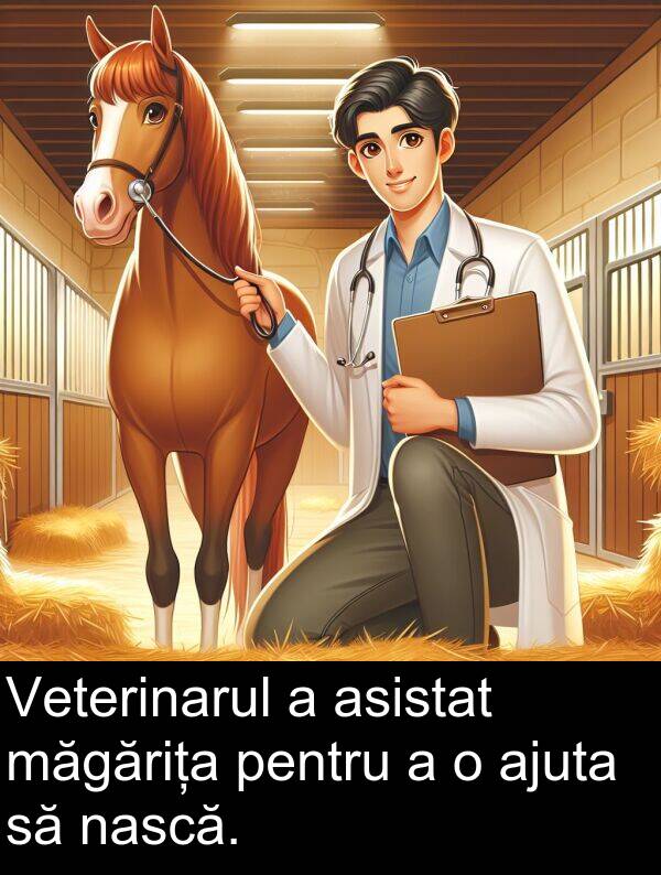 măgărița: Veterinarul a asistat măgărița pentru a o ajuta să nască.