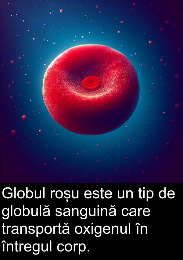 corp: Globul roșu este un tip de globulă sanguină care transportă oxigenul în întregul corp.