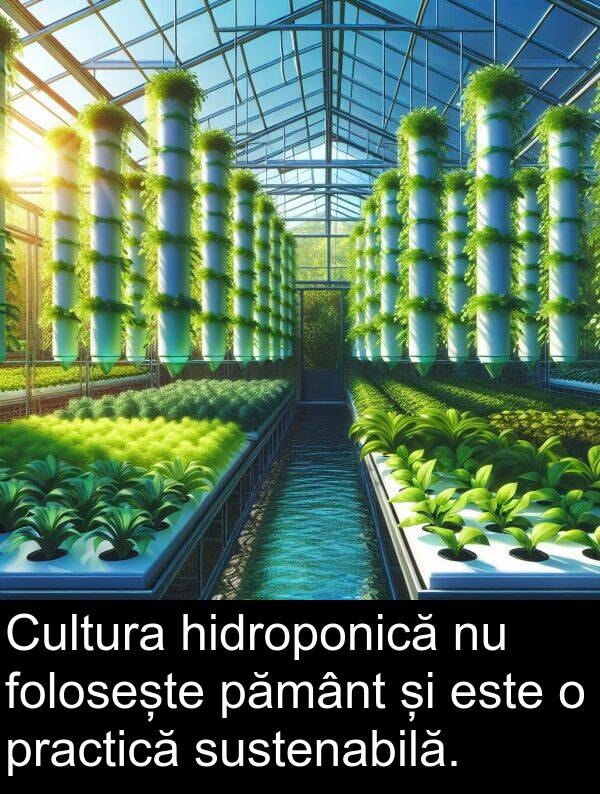 hidroponică: Cultura hidroponică nu folosește pământ și este o practică sustenabilă.