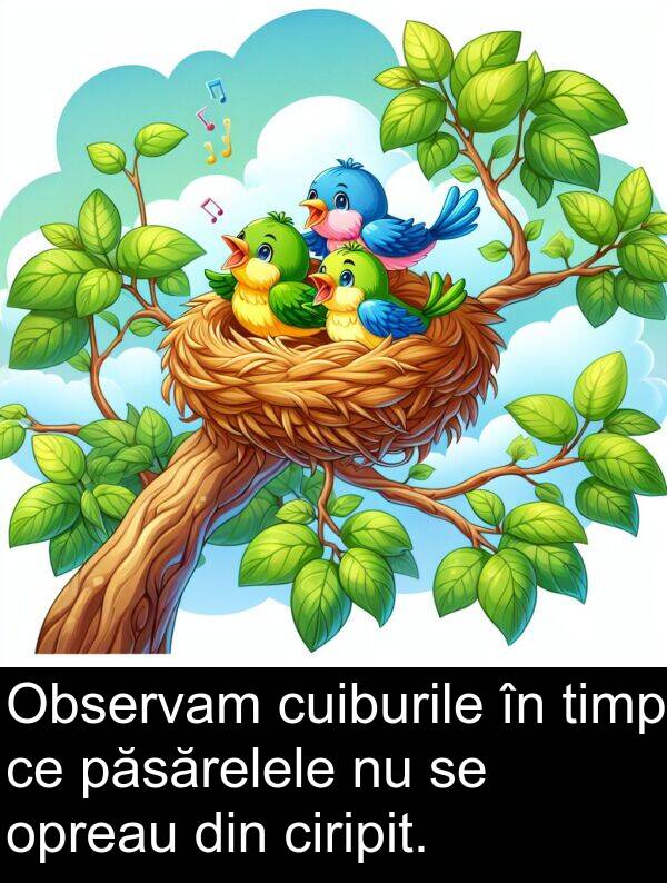 opreau: Observam cuiburile în timp ce păsărelele nu se opreau din ciripit.