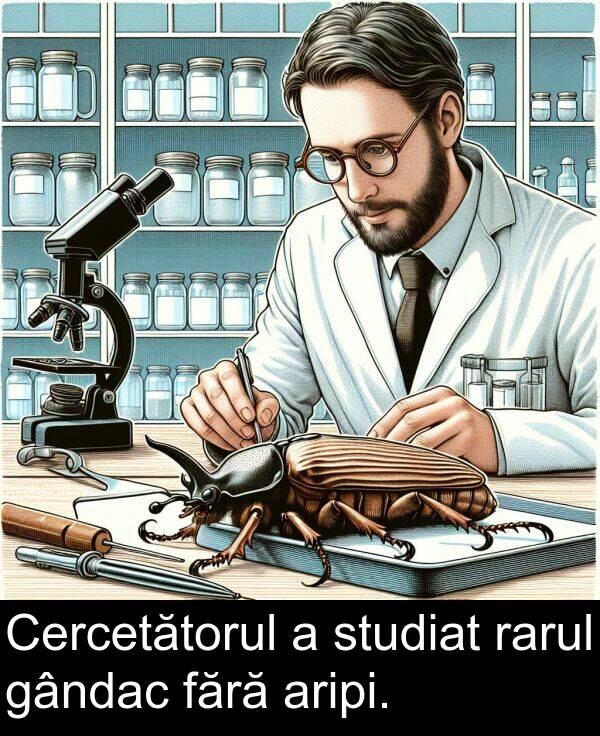 fără: Cercetătorul a studiat rarul gândac fără aripi.
