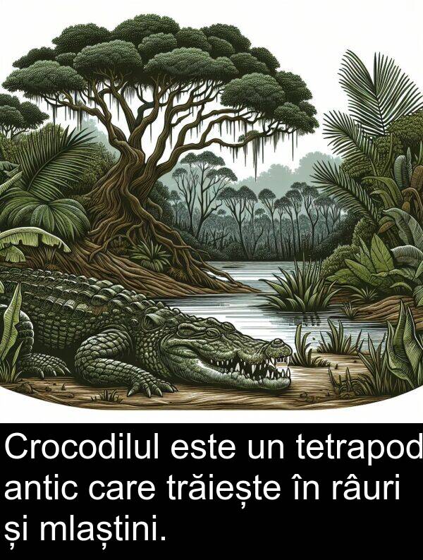 mlaștini: Crocodilul este un tetrapod antic care trăiește în râuri și mlaștini.