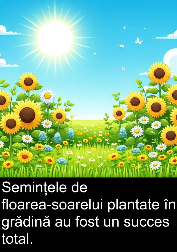 plantate: Semințele de floarea-soarelui plantate în grădină au fost un succes total.