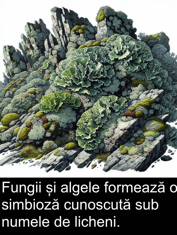 formează: Fungii și algele formează o simbioză cunoscută sub numele de licheni.