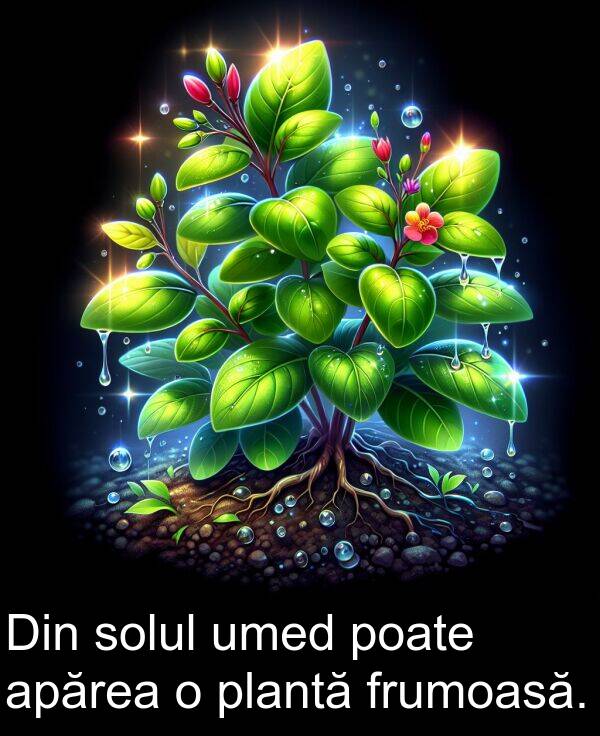 umed: Din solul umed poate apărea o plantă frumoasă.