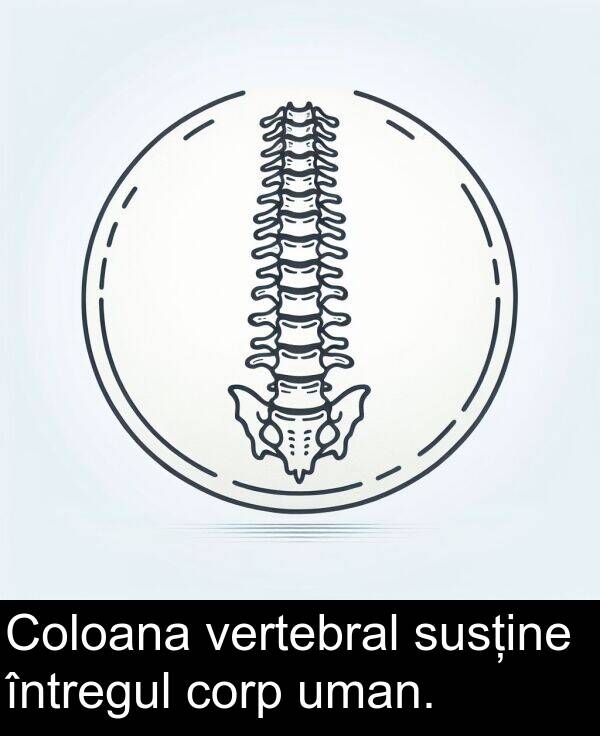 corp: Coloana vertebral susține întregul corp uman.