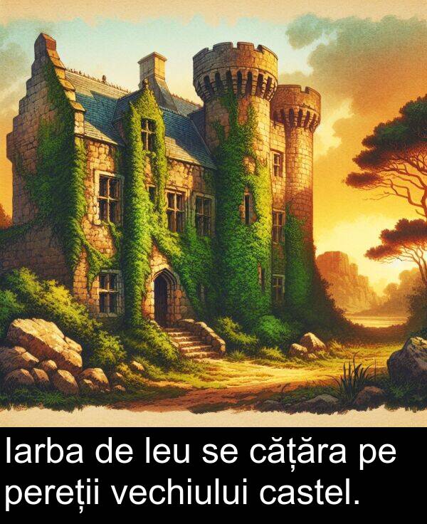 vechiului: Iarba de leu se cățăra pe pereții vechiului castel.