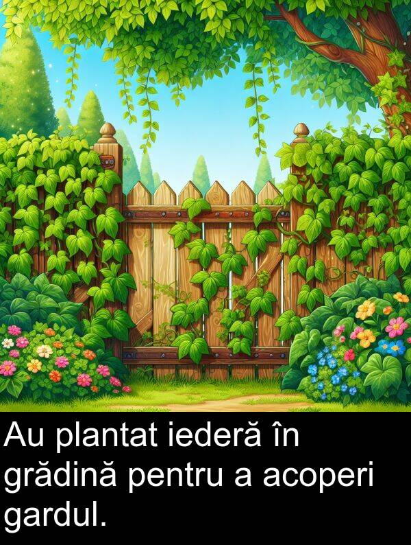 gardul: Au plantat iederă în grădină pentru a acoperi gardul.