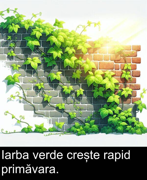 rapid: Iarba verde crește rapid primăvara.