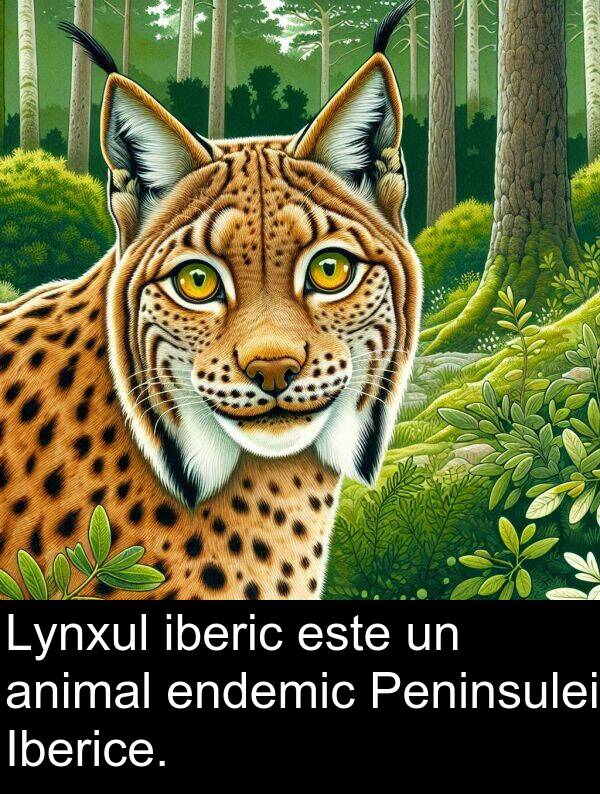 iberic: Lynxul iberic este un animal endemic Peninsulei Iberice.