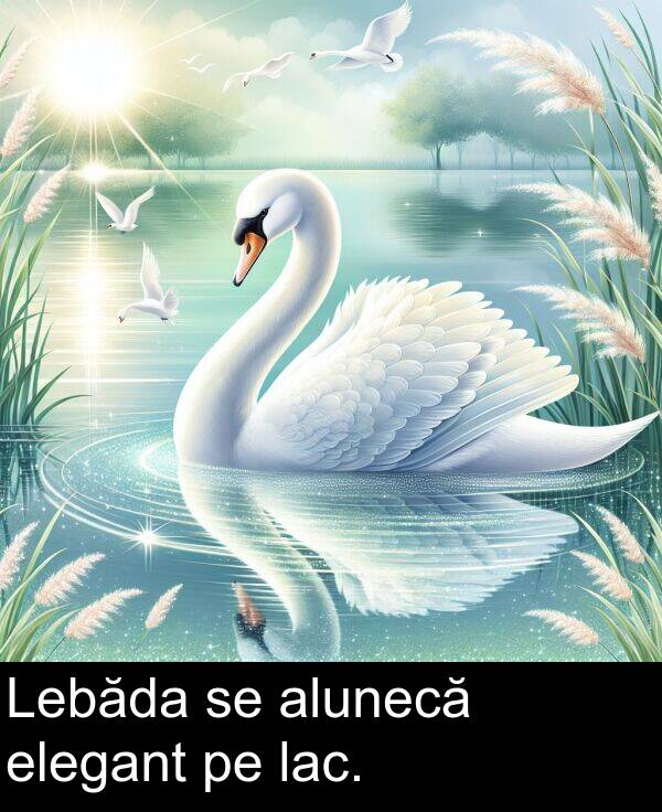 lac: Lebăda se alunecă elegant pe lac.