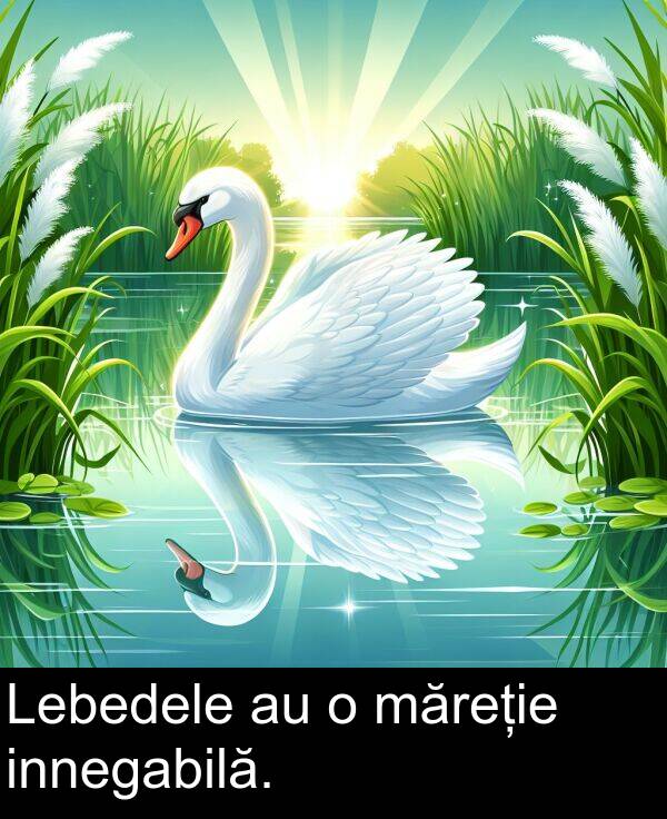 măreție: Lebedele au o măreție innegabilă.