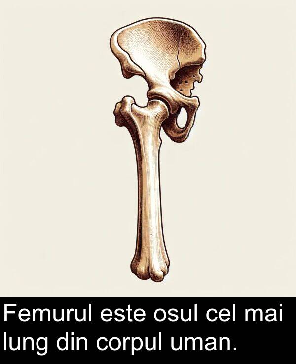 mai: Femurul este osul cel mai lung din corpul uman.