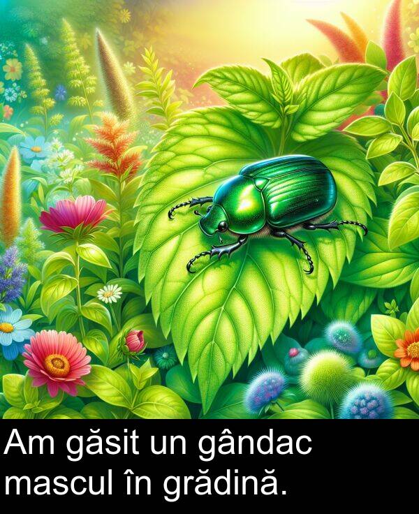 gândac: Am găsit un gândac mascul în grădină.