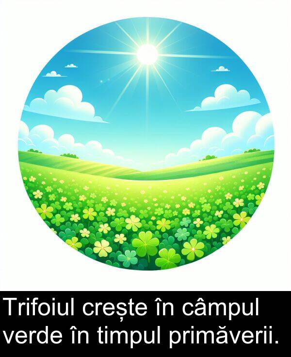 timpul: Trifoiul crește în câmpul verde în timpul primăverii.