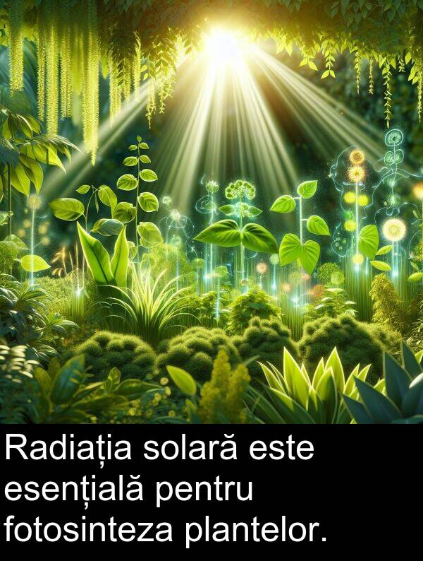 esențială: Radiația solară este esențială pentru fotosinteza plantelor.