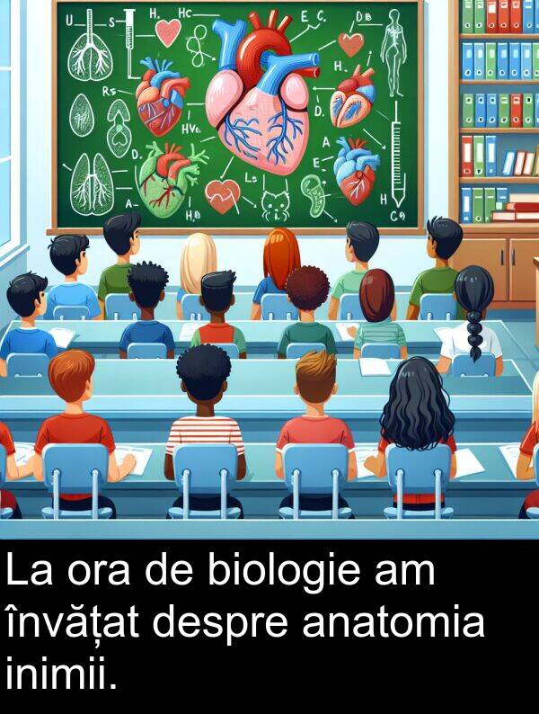 învățat: La ora de biologie am învățat despre anatomia inimii.